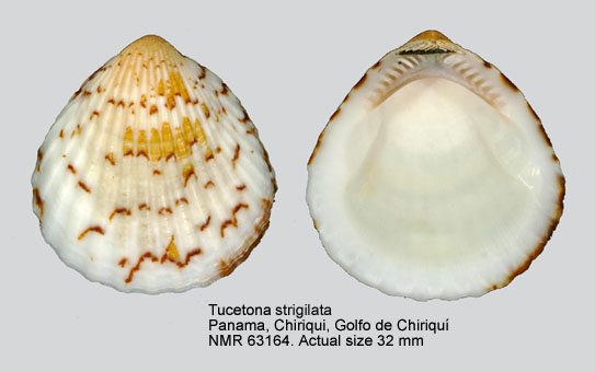 Tucetona strigilata (2).jpg - Tucetona strigilata(G.B.Sowerby,1833)